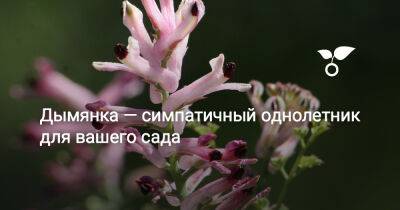 Дымянка — симпатичный однолетник для вашего сада - botanichka.ru