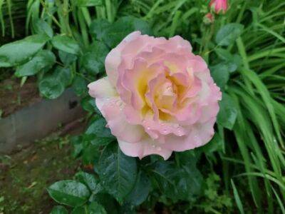 Как правильно раскрывать розы весной: о чем забывают начинающие цветоводы - belnovosti.by