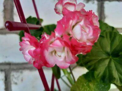 Как ухаживать за геранью после зимы: 3 действия, и растение зацветет весной - belnovosti.by