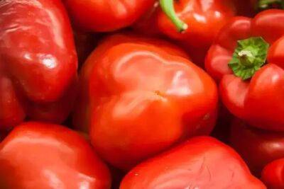 Лучшая подкормка для перца, огурцов и томатов: стоит копейки, а польза большая - belnovosti.by