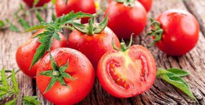 Выращивание томатов у себя на участке - thisisdacha.ru - Россия