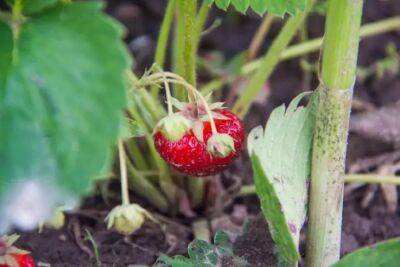 Как вырастить крупную и сладкую клубнику: на вкус и размер ягоды влияют 3 фактора - belnovosti.by