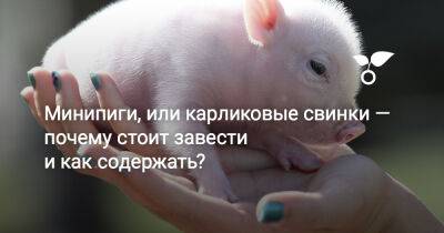 Минипиги, или карликовые свинки — почему стоит завести и как содержать? - botanichka.ru - Китай - Россия - Германия - Сша