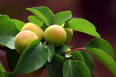 На что указывают абрикосы с «ржавыми» точками: плодовое дерево в опасности - belnovosti.by