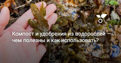 Компост и удобрения из водорослей — чем полезны и как использовать? - botanichka.ru