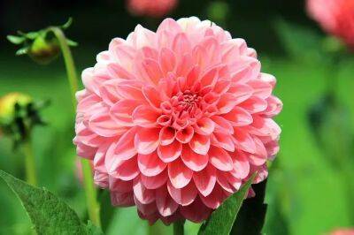 Из одного клубня этого яркого цветка можно вырастить целую клумбу: не нужно покупать саженцы - belnovosti.by - Мексика