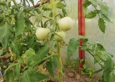 Особенности выращивания томатов в теплице: главная ошибка при подготовке грунта - belnovosti.by