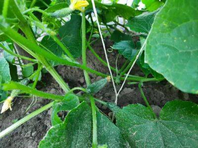 Луковая шелуха - натуральное удобрение для хорошего урожая огурцов - belnovosti.by
