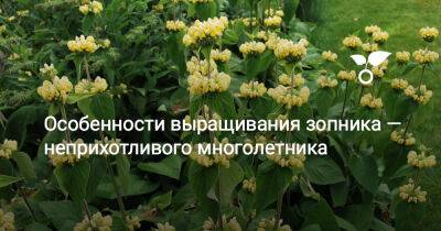 Особенности выращивания зопника — неприхотливого многолетника - botanichka.ru