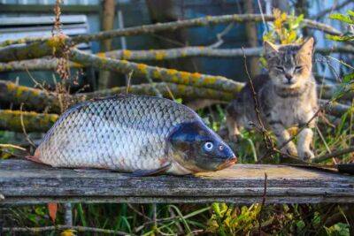 Вот почему опытные огородники никогда не выбрасывают рыбьи головы: интересный дачный лайфхак - belnovosti.by