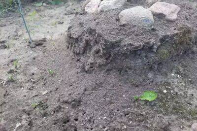 Как быстро избавиться от муравьев на огороде, когда они еще слабые после зимы: надо это сделать, не мешкая - belnovosti.by