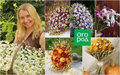 Как посеять и вырастить сухоцветы: советы от опытной цветочницы - ogorod.ru
