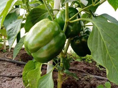 Выращивание перца: полезные советы, чтобы собрать большой урожай - belnovosti.by