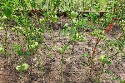Как понять, что нужно томатам: посмотрите на листья - belnovosti.by