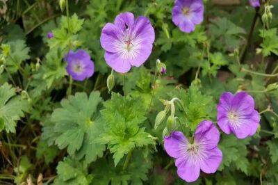 5 цветов нужно посеять уже сейчас, чтобы в мае пышно зацвели: садоводам на заметку - belnovosti.by