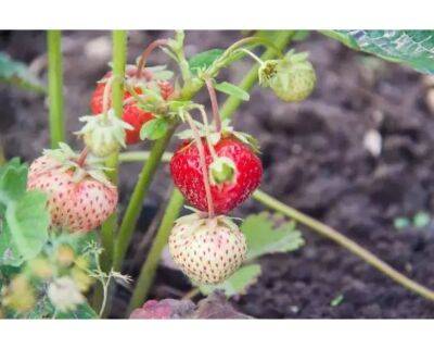 На какую же грядку никогда не сажают клубнику: ягоды мелкие и безвкусные - belnovosti.by