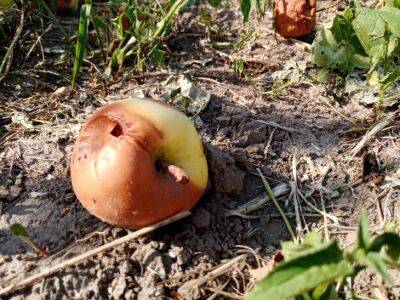 Что мешает сохранить урожай фруктов: неочевидные ошибки дачников - belnovosti.by