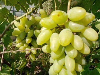 Сочный и сладкий виноград вырастет сам – садоводу нужно лишь позаботиться о состоянии лозы - belnovosti.by - г. Виноград
