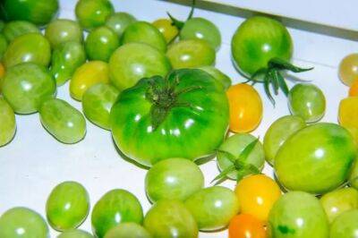 Нет огорода – не беда: как вырастить вкусные помидоры на подоконнике - belnovosti.by