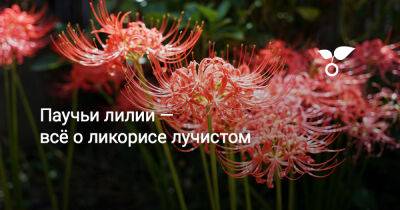 Паучьи лилии — всё о ликорисе лучистом - botanichka.ru - Китай - Япония