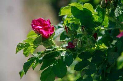 Как ухаживать за комнатной розой: 5 советов цветоводам - belnovosti.by