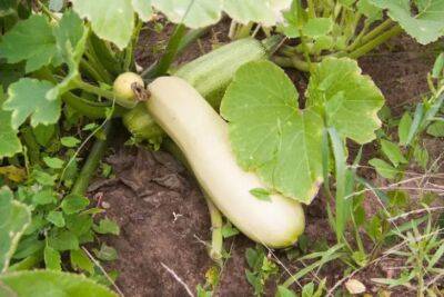 Секрет большого урожая кабачков: вот чем нужно подкормить растение - belnovosti.by