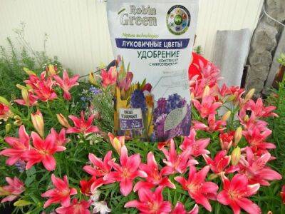 Подкормка лилий весной и летом для активного роста и обильного цветения: лучшие удобрения - countryhouse.pro