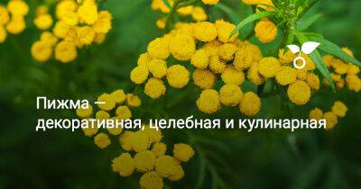 Пижма — декоративная, целебная и кулинарная - botanichka.ru - Россия