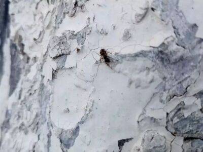 Анастасия Коврижных - Зачем бороться с муравьями на участке: после такой профилактики в саду не будет ни одного муравьишки - belnovosti.by