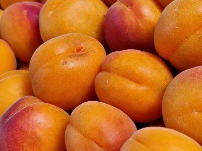 Анастасия Коврижных - Как подкармливать абрикос, чтобы плоды выросли размером с персик: ничего сложного - belnovosti.by