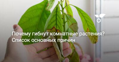 Почему гибнут комнатные растения? Список основных причин - botanichka.ru