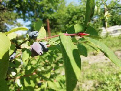 Жимолость будет усыпана ягодами: опытные садоводы всегда используют это весеннее удобрение - belnovosti.by