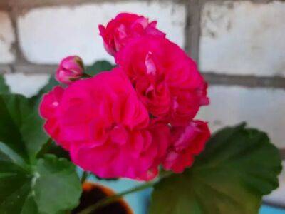 Герань поразит пышным цветением: садоводы в восторге от «метода булавки» - belnovosti.by