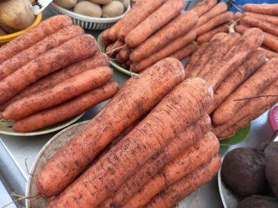 Морковь растрескивается в земле: ошибка, из-за которой это происходит - belnovosti.by