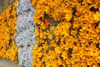 ФОТО: В Цесисе расцветает самая большая в мире коллекция крокусов и множество других цветов - rus.delfi.lv - Латвия - Китай - Япония - Турция - Корея
