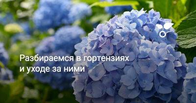 Разбираемся в гортензиях и уходе за ними - botanichka.ru