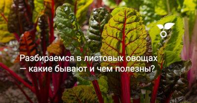 Разбираемся в листовых овощах — какие бывают и чем полезны? - botanichka.ru