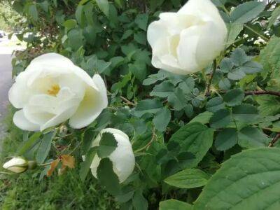 Чем обработать розы весной: чтобы болезни не потревожили - belnovosti.by