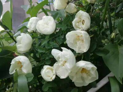 Анастасия Коврижных - Что сделать с розами весной, чтобы улучшить их цветение: станут настоящим украшением участка - belnovosti.by