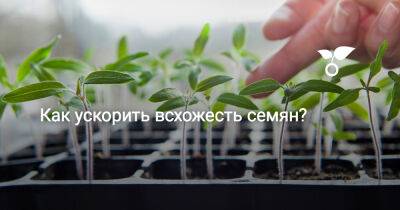 Как ускорить всхожесть семян? - botanichka.ru