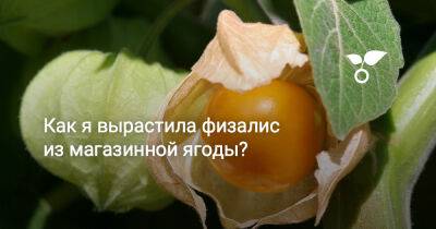 Как я вырастила физалис из магазинной ягоды? - botanichka.ru - Колумбия