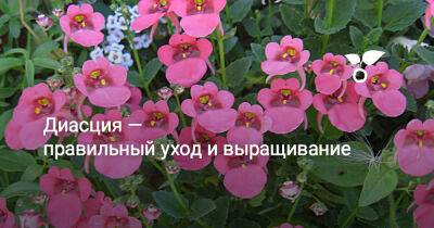 Диасция — правильный уход и выращивание - botanichka.ru - Юар