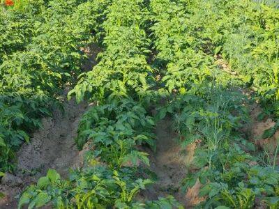 Как весной значительно увеличить будущий урожай картофеля: старинный прием - belnovosti.by