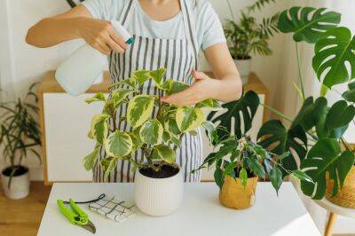 5 лучших антистрессов для домашних растений