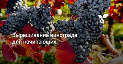 Выращивание винограда для начинающих - botanichka.ru - Ливия - г. Виноград