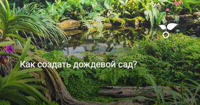 Как создать дождевой сад? - botanichka.ru