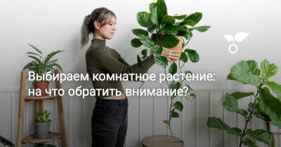 Выбираем комнатное растение: на что обратить внимание? - botanichka.ru