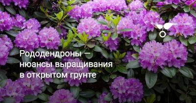 Рододендроны — нюансы выращивания в открытом грунте - botanichka.ru