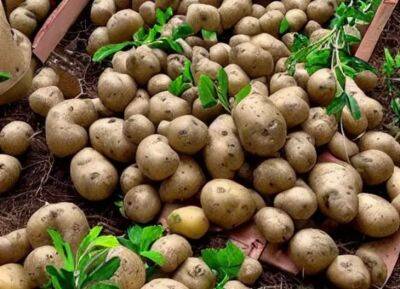 Хитрый способ посадить картофель, чтобы урожаем завалило огород - belnovosti.by