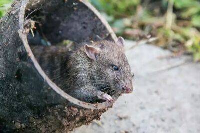 Как прогнать крыс без ядов и мышеловок: дельные советы садоводам - belnovosti.by
